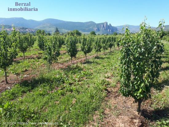 Finca rustica de 34000 m en termino de Nalda - LA RIOJA