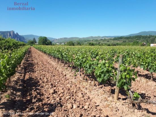 Finca rustica de 34000 m en termino de Nalda - LA RIOJA