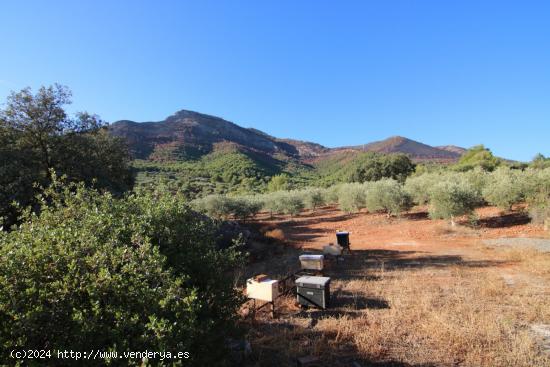 TERRENO RÚSTICO CON VISTAS PANORAMICAS A LA SIERRA DE ALHAURIN EL GRANDE - MALAGA