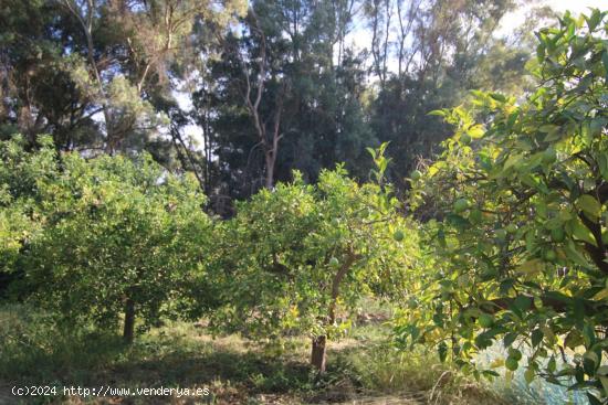 PARCELA EN VENTA CAMINO DE COIN A GUARO, BUEN ACCESO - MALAGA