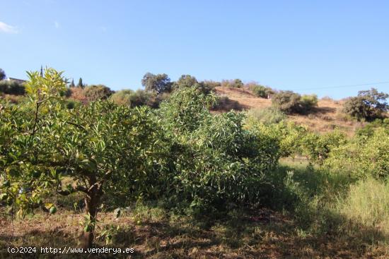 PARCELA EN VENTA CAMINO DE COIN A GUARO, BUEN ACCESO - MALAGA