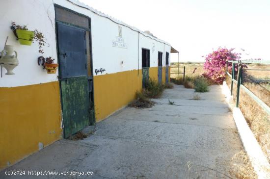 Vive en el campo cerca de Elche - ALICANTE