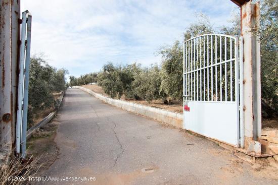 Magnifica finca 46 Hectáreas de la cual plantada de olivos, aproximadamente 43. - GRANADA