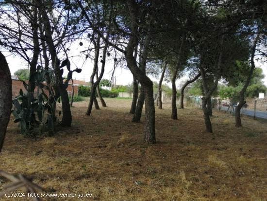 FINCA RÚSTICA EN LA FIGUERA MAS TORRAT - BARCELONA