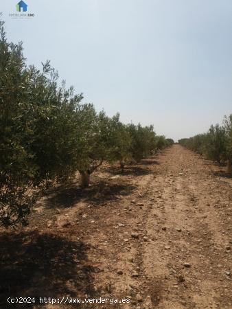 EXCELENTE PARCELA RÚSTICA 2 Ha EN ALHAMA DE MURCIA - MURCIA