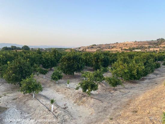 Finca en Jacarilla de 38 tahúllas en producción con balsa, almacén, riego por goteo y junto a la 