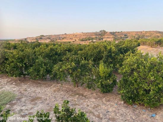 Finca en Jacarilla de 38 tahúllas en producción con balsa, almacén, riego por goteo y junto a la 