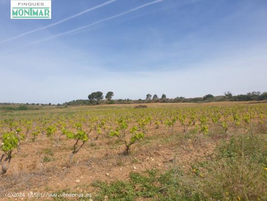 En Venta Finca Rústica en Vilabella de 20 Ha. de viñedos emparrados. - TARRAGONA