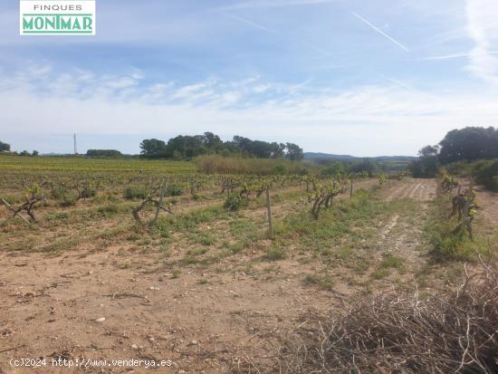 En venta Fincas Rústica en Renau plantada de viñedos - TARRAGONA