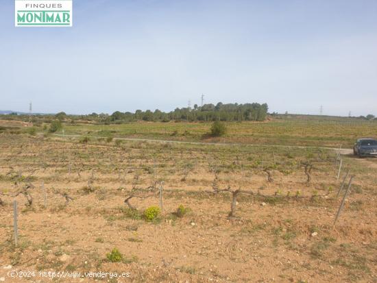 En venta Fincas Rústica en Renau plantada de viñedos - TARRAGONA