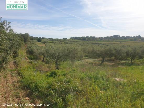 En venta Finca Rústica en Secuita de 5,29 Ha. - TARRAGONA