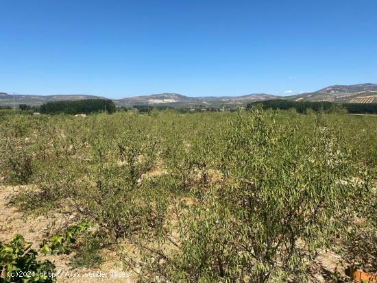 FINCA RÚSTICA SITUADA EN ZONA DE LA CATALANA CON 5.000M² CON POZO PROPIO Y RIEGO POR GOTEO !!! - G