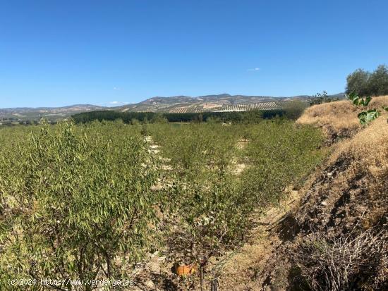 FINCA RÚSTICA SITUADA EN ZONA DE LA CATALANA CON 5.000M² CON POZO PROPIO Y RIEGO POR GOTEO !!! - G