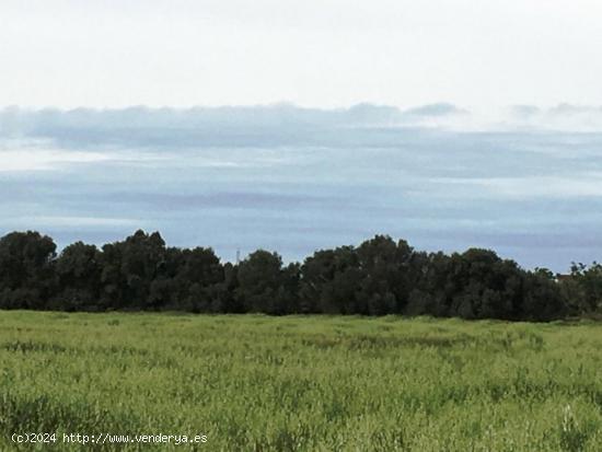 Finca Rústica en Campos - BALEARES