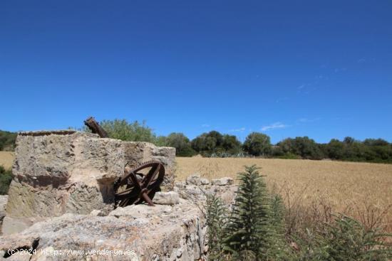 Espectacular terreno edificable  en la zona de Porreras con sinia de piedra antigua - BALEARES