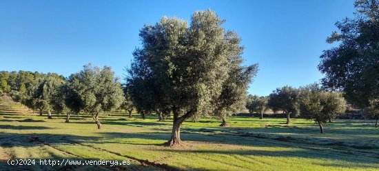 Suelo rústico en venta  en Arens de Lledo - Teruel