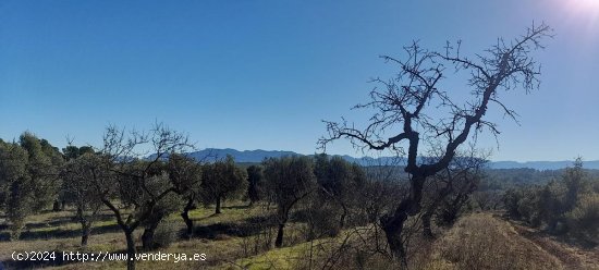 Suelo rústico en venta  en Arens de Lledo - Teruel