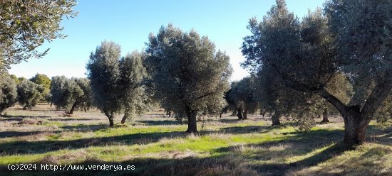 Suelo rústico en venta  en Arens de Lledo - Teruel