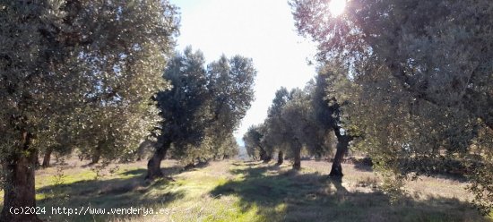 Suelo rústico en venta  en Arens de Lledo - Teruel