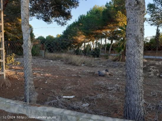 Se alquila finca para parking con nave en Benijofar - ALICANTE