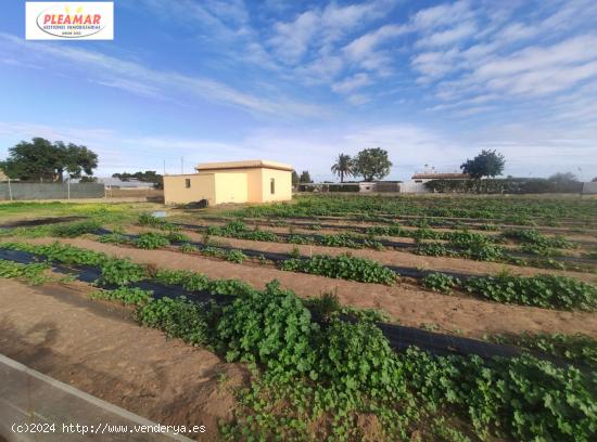 CAMPO CON NAVE DE 50 M2      ZONA LOMA BAJA - CADIZ