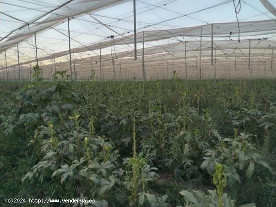 Terreno de regadío en Puerto Lumbreras - La Estación - MURCIA