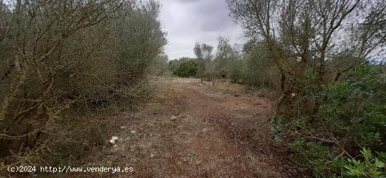 FINCA CON CASA PARA REFORMAR EN ARIAYN - BALEARES