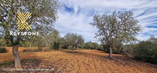 SE VENDE TERRENO RUSTICO EN CAMPOS - BALEARES