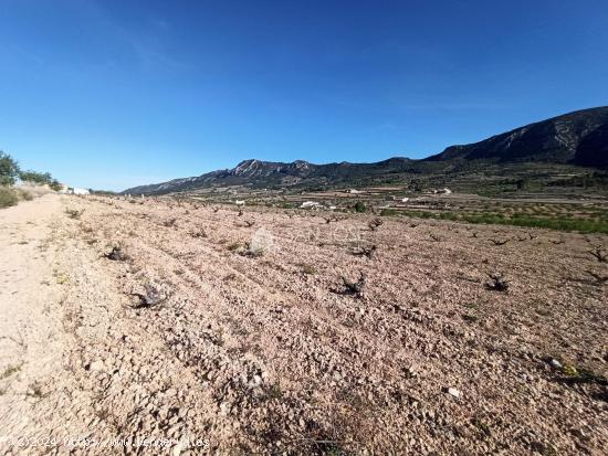 SE VENDE TERRENO RÚSTICO CON CUEVA HABITACIÓN EN ALGUEÑA - ALICANTE