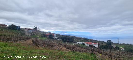 TINERCSA VENDE EN RAVELO, EL SAUZAL, MAGNIFICA FINCA RÚSTICA - SANTA CRUZ DE TENERIFE