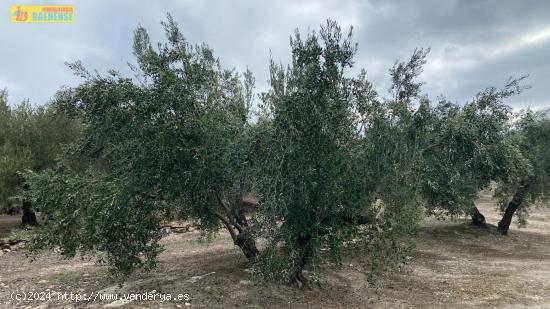 Finca de olivar en Nueva Carteya - CORDOBA