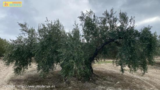 Finca de olivar en Nueva Carteya - CORDOBA