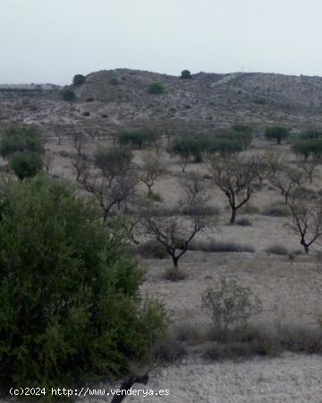  Amplia parcela de uso agrario en la Albarda, Fenazar Murcia. - MURCIA 