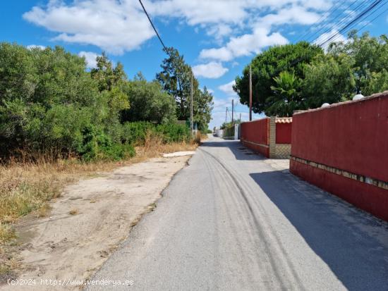 PARCELA EN PAGO DE HUMO SEGREGADA - CADIZ