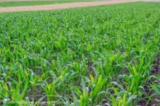  Estupenda finca, en suelo Urbano No consolidado, en la zona de Canteruelas altas. - CADIZ 