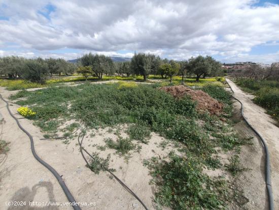 PARCELA RUSTICA EN EL CENTRO DE HUERCAL - ALMERIA