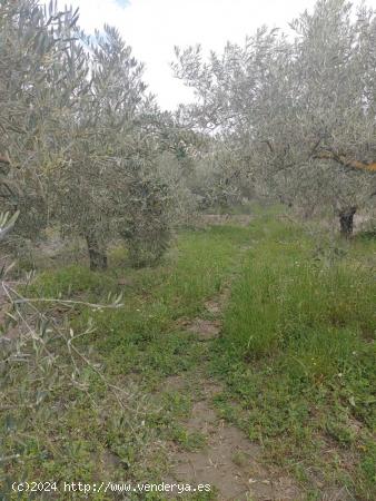  PARCELA CON CASETA METALICA - ALMERIA 