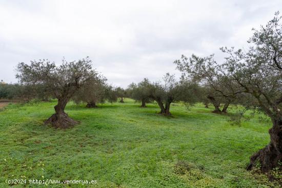 TERRENO DE OLIVOS LLANO, CERCA DE CARRETERA - MALAGA