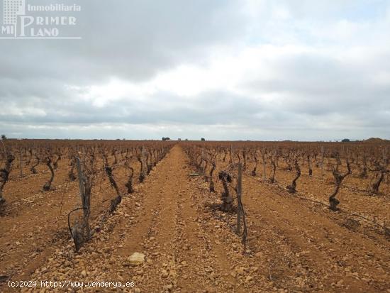 Se venden 16 hectareas de viña en la zona de cantivano y Minguillo - CIUDAD REAL