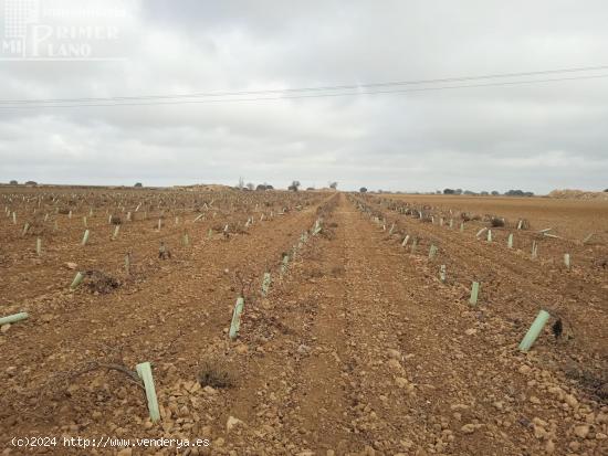 Se venden 16 hectareas de viña en la zona de cantivano y Minguillo - CIUDAD REAL