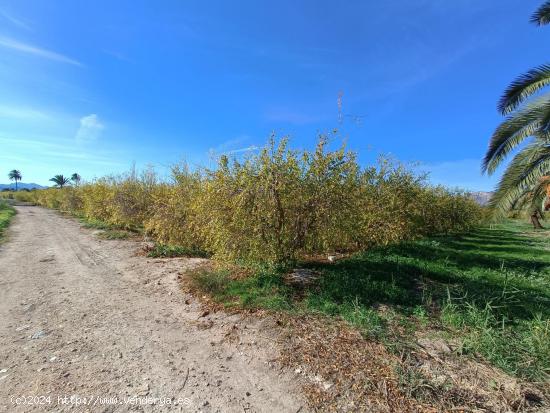 TERRENO RÚSTICO EN VENTA EN ALBATERA - ALICANTE