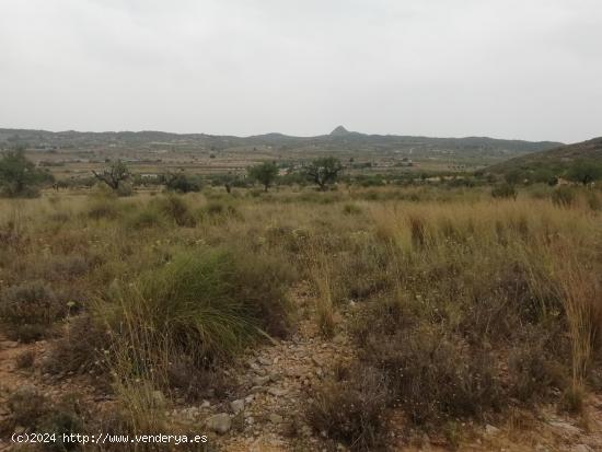 Terreno en Hondón de los Frailes - ALICANTE