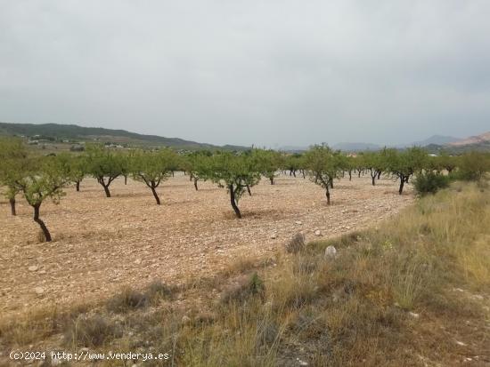 Terreno en Barbarroja - ALICANTE