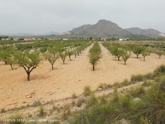 Terreno en Barbarroja - ALICANTE