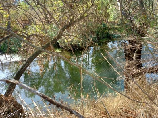 OCASION FINCA RUSTICA DE REGADIO EN BENISSANET A ORILLAS DEL EBRO - TARRAGONA