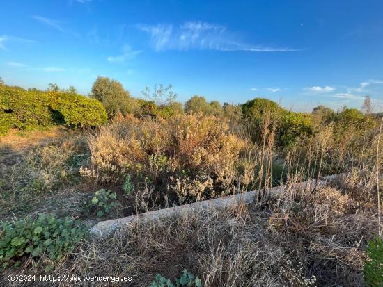 TERRENO AGRARÍO EN, CASTELLÓN, ZONA CAMINO DE LA PLANA - CASTELLON