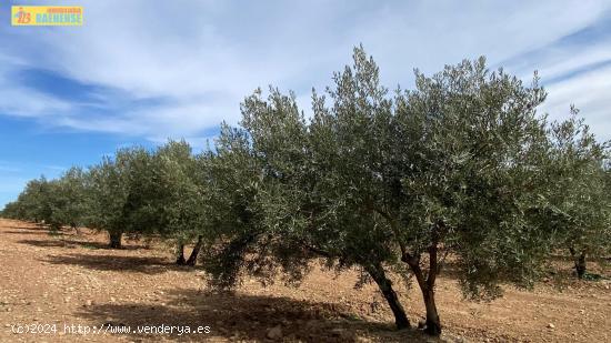 Finca de olivar cerca de carretera - CORDOBA