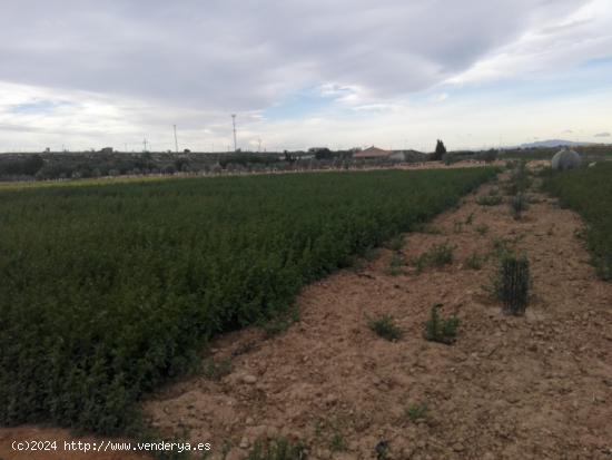 PARCELAS RÚSTICAS EN CUEVAS DE REYLLO, FUENTE ÁLAMO - MURCIA