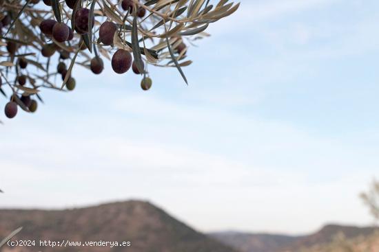 Magnifica finca 46 Hectáreas de la cual plantada de olivos, aproximadamente 43. - GRANADA