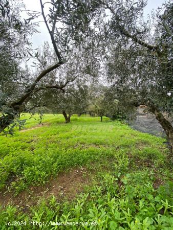 ZONA LA GORGOJA - Parcela de terreno de 4000m2. - CORDOBA